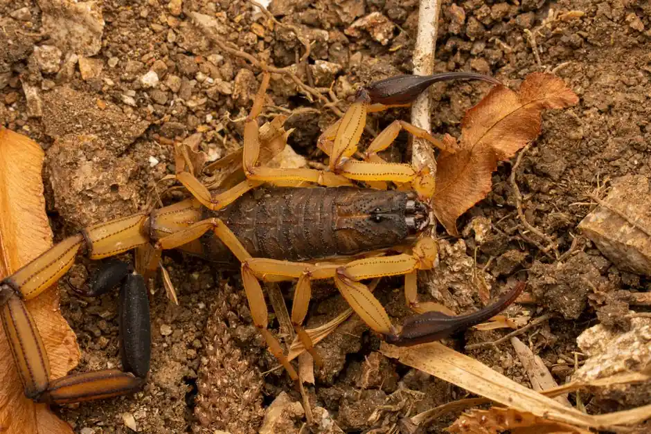 Detailed image of a scorpion on earthy soil, showcasing natural camouflage.