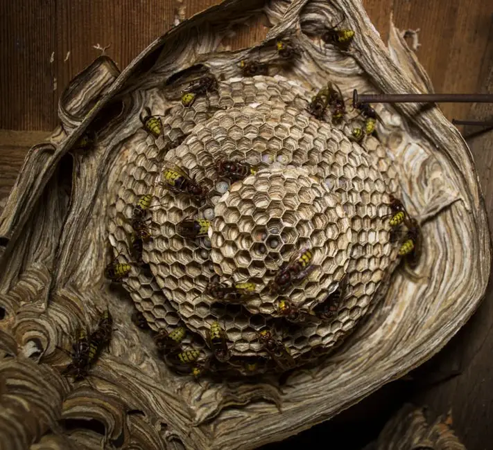 Detailed view of a wasp nest with wasps actively building and maintaining the structure.