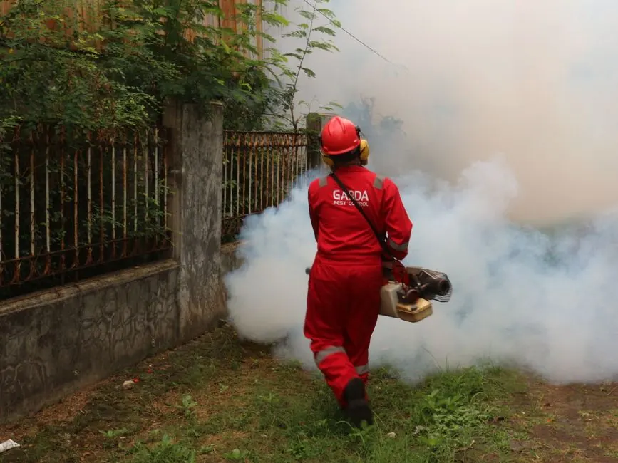 Benefits of Our Rodents Pest Control Services